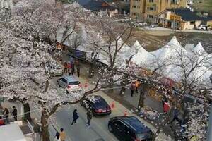 2017년 벚꽃축제