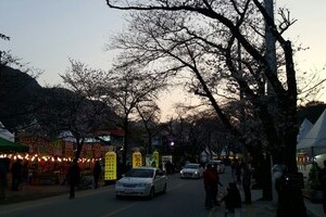 2017년 벚꽃축제 