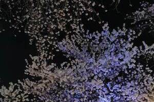 2017년 벚꽃축제