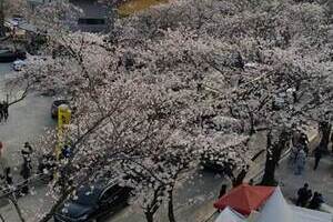 2017년 벚꽃축제 
