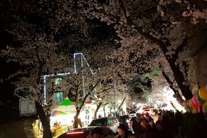 2018년 계룡산벚꽃축제
