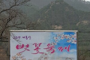 2019년 계룡산벚꽃축제